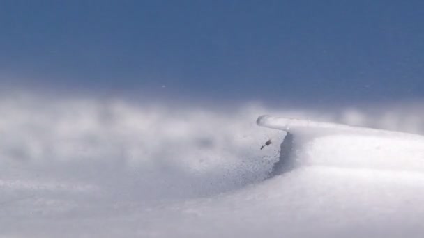 Ветер дует снег — стоковое видео