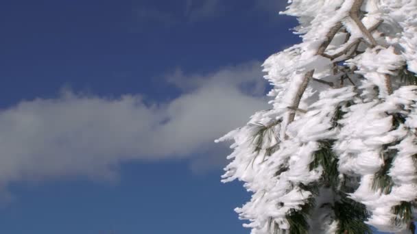 圣诞帽子的滑雪者 — 图库视频影像