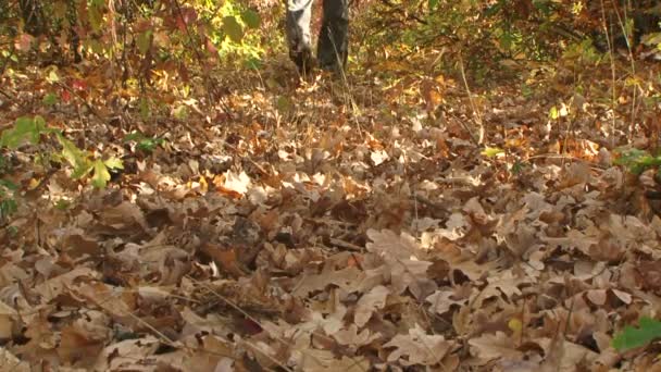 인식할 수 없는 남성 다리 걷어 차는 노란 잎 — 비디오