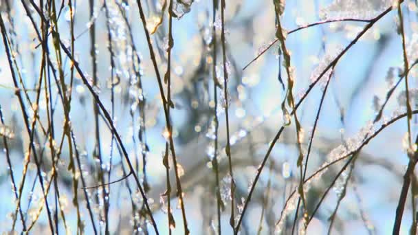 Ледяная ветвь — стоковое видео