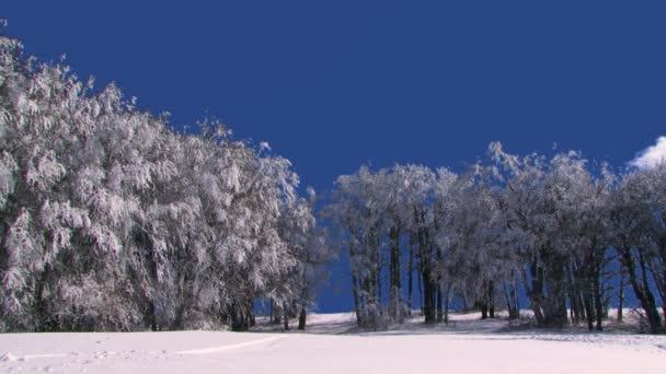 Árvores na neve no inverno — Vídeo de Stock