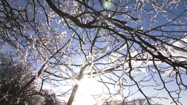Гілка дерева в снігу в зимовий час — 비디오