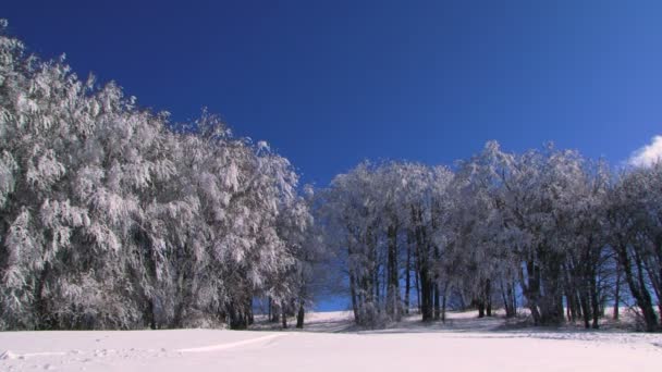 Los árboles en la nieve en invierno — Vídeos de Stock
