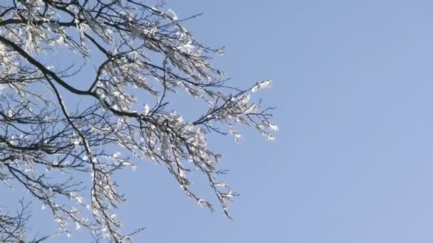 Rama de árbol helada — Vídeos de Stock