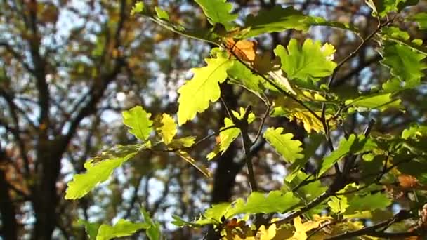 Hojas de roble amarillo soplando el viento — Vídeos de Stock