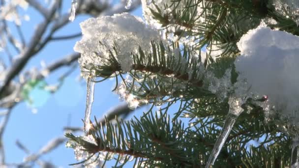 Icicles on fir — Stock Video