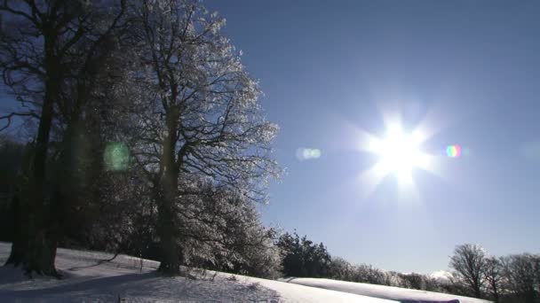 Ramo d'albero nella neve in inverno — Video Stock