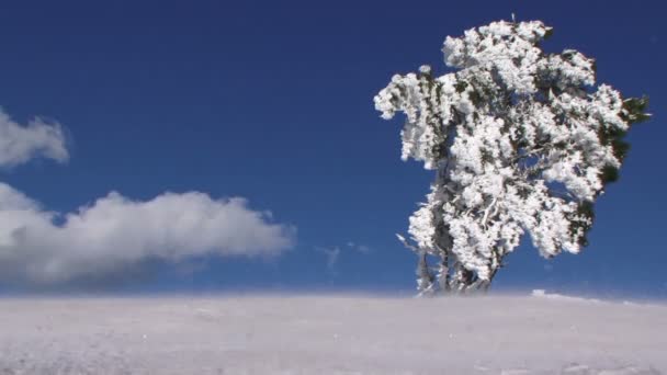 Ensamt träd i snö — Stockvideo