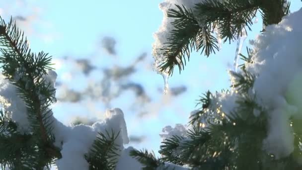 冷杉白雪皑皑的枝上冬天的森林里 — 图库视频影像