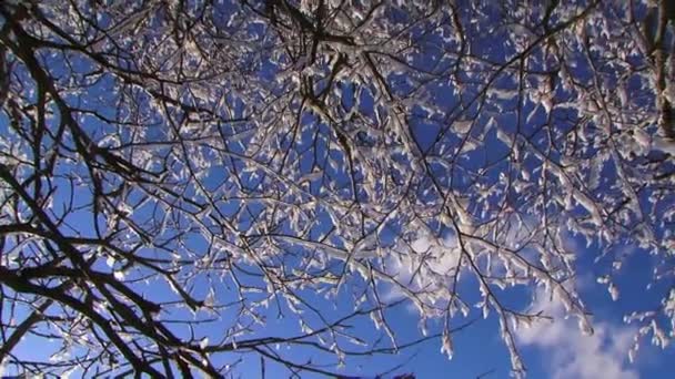 Ветка деревьев в снегу зимой — стоковое видео