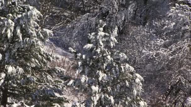 Stromy ve sněhu v zimě — Stock video