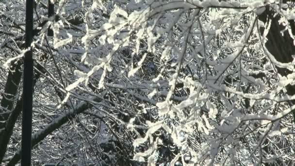Ветка деревьев в снегу зимой — стоковое видео