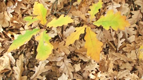 Желтые дубовые листья, дующие на ветер — стоковое видео