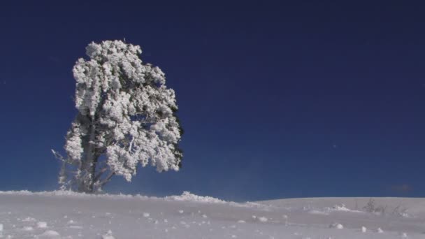 Árbol solitario en la nieve — Vídeos de Stock