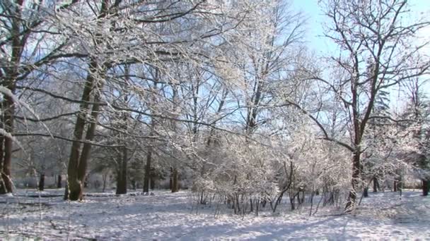 Alberi nella neve in inverno — Video Stock