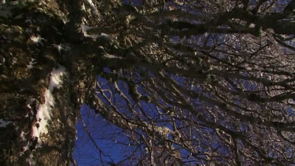 Ramo d'albero nella neve in inverno — Video Stock