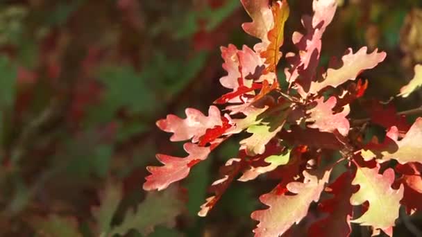 Foglie di quercia gialla soffiano il vento — Video Stock