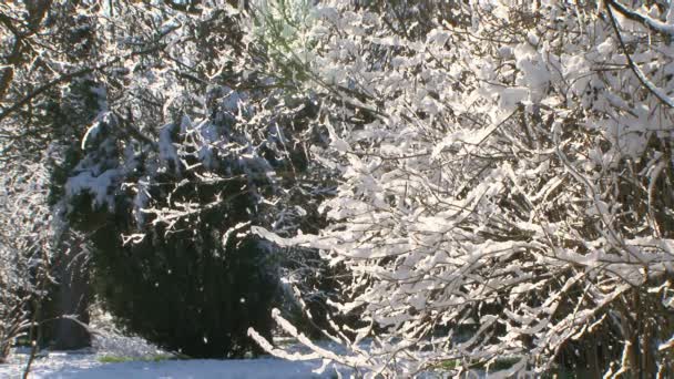 Träd i snö i vinter — Stockvideo