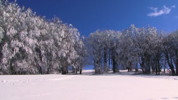 Snowboardåkare — Stockvideo