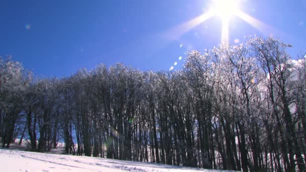 Träd i snö i vinter — Stockvideo