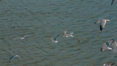 호수 위에 갈매기 비행