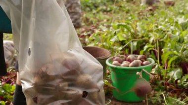 pancar hasat zamanı