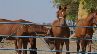 dört atcuatro caballos