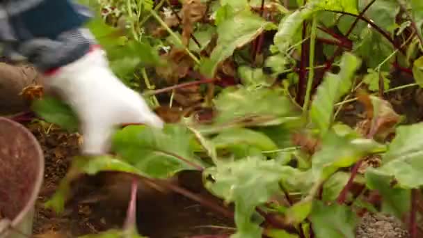 Beet Picking — Stock Video