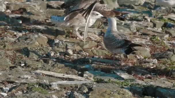 Seagulls Eat — Stock Video