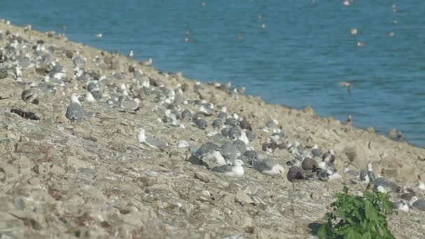 在边坡上的海鸥 — 图库视频影像