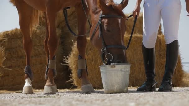 Bebida de caballo — Vídeos de Stock