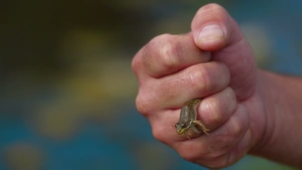 Small Frog Between Fingers — Stock Video