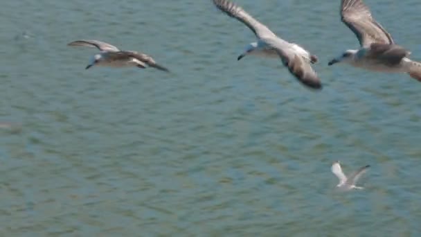 Seagulls In Air — Stock Video