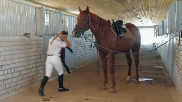 Bonito jockey lidera caballo — Vídeo de stock