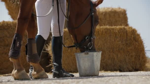 馬が水を飲む — ストック動画