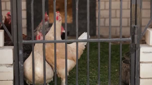 Gallinas en Henhouse — Vídeo de stock