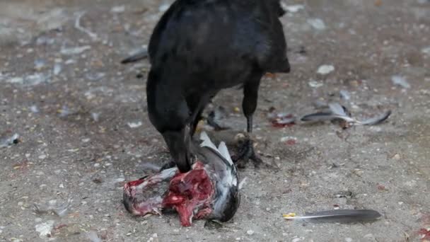 Corbeau mangeant de la viande 