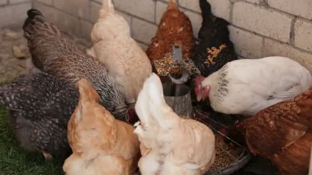 닭고기 요리 — 비디오