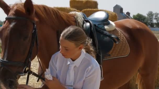 Bonito jockey lidera caballo — Vídeo de stock