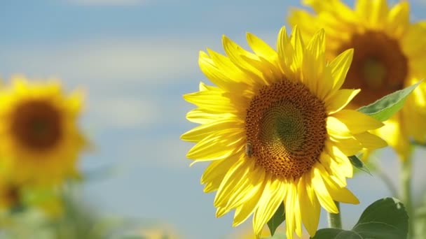 Girasol con abejas — Vídeos de Stock