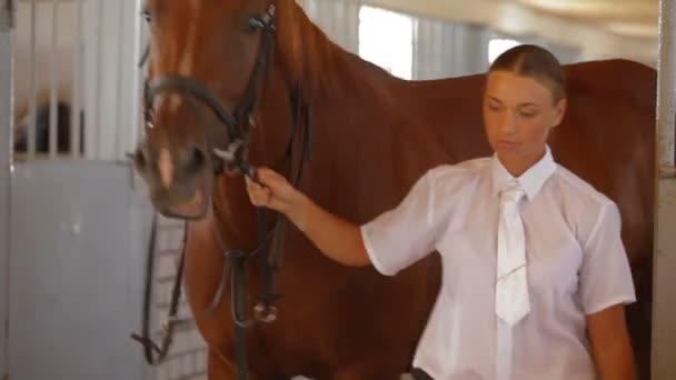 Deportes de caballos: En establo — Vídeo de stock