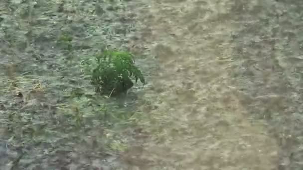 Kleine plant in de stromende regen — Stockvideo