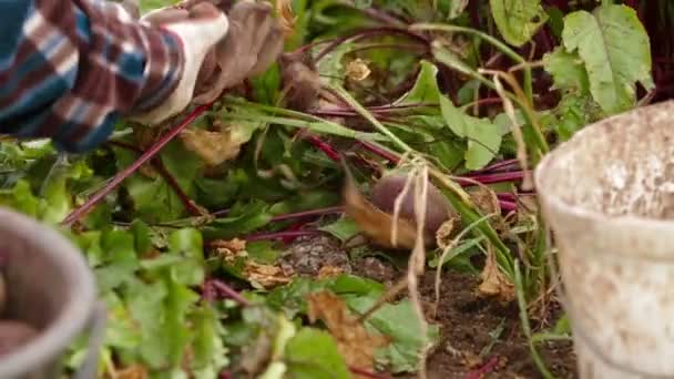 Trabalho de campo: Colheita de beterraba — Vídeo de Stock
