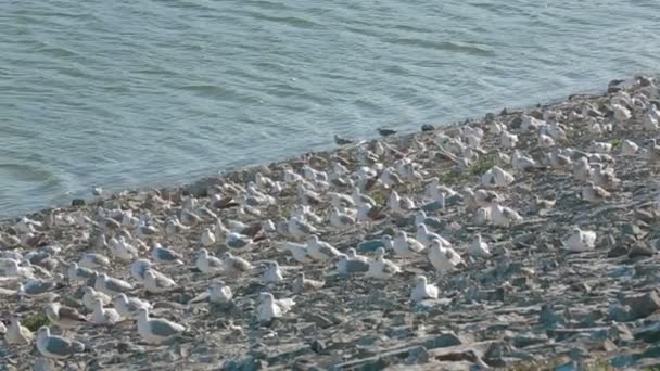 Gaviotas despegando del suelo — Vídeo de stock