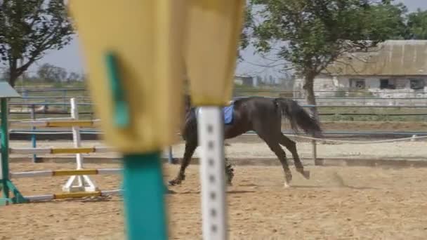 Häst sport, hoppning — Stockvideo