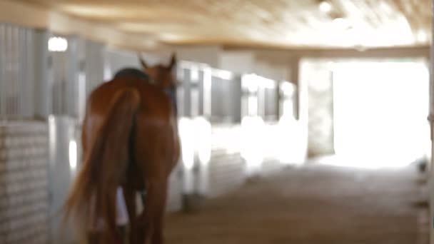 骑马吧 — 图库视频影像
