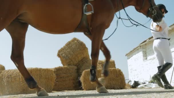 Mooie jockey leidt paard — Stockvideo