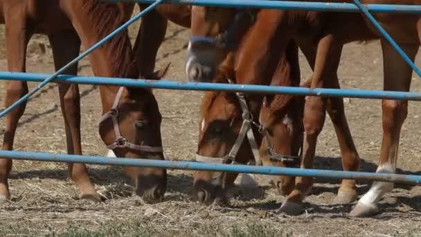 Stallions Eating Hay — Stock Video