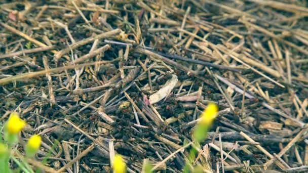 Ameisenhaufen im Gras — Stockvideo