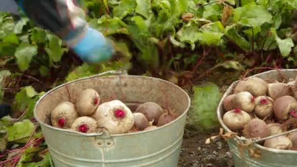 Het oogsten van suikerbieten. Close-up. — Stockvideo